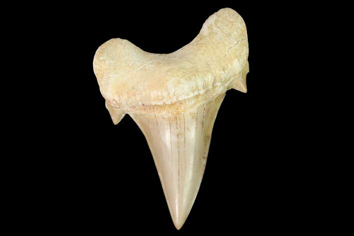 Fossil Shark Tooth (Otodus) - Morocco #143104